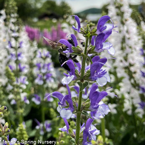 Azure Snow Garden Sage | Perennial Salvia - Image 5