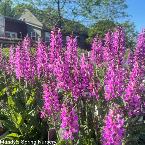 'Back to the Fuchsia' Salvia - Image 2