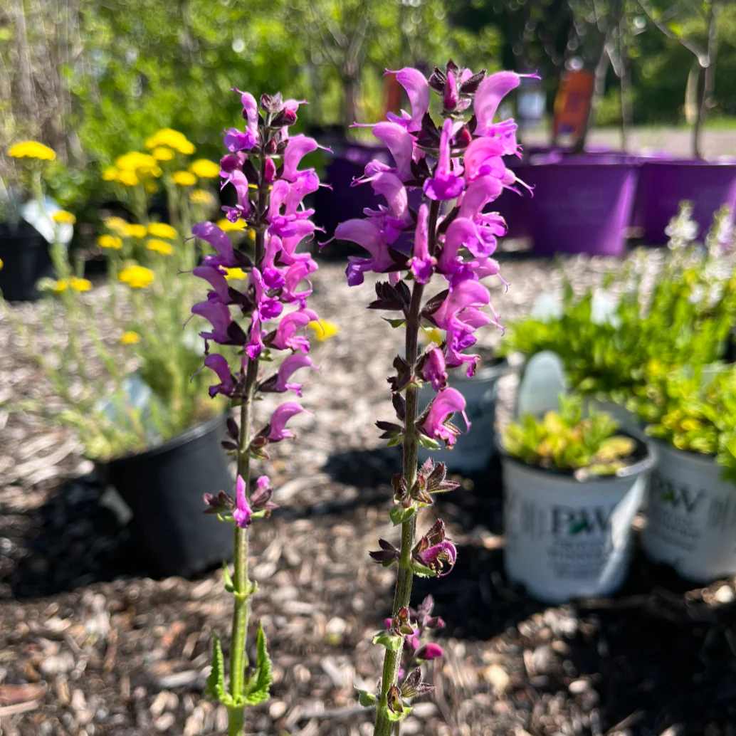 'Back to the Fuchsia' Salvia - Image 3