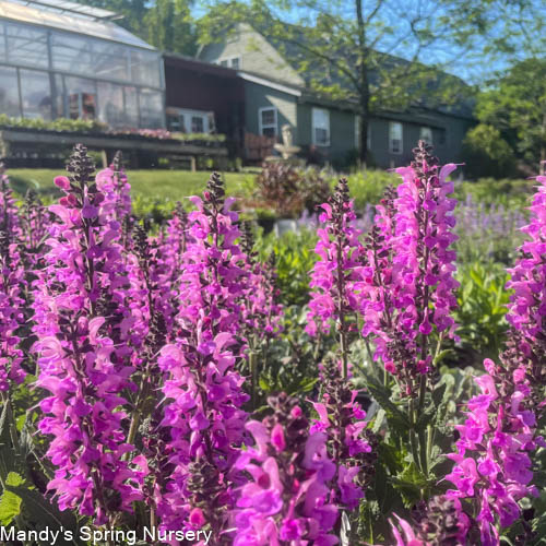 'Back to the Fuchsia' Salvia - Image 4