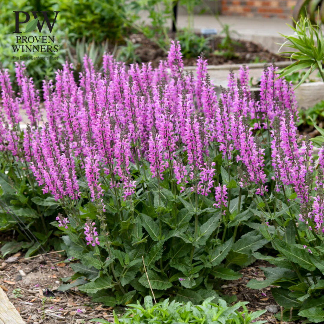 'Back to the Fuchsia' Salvia - Image 5