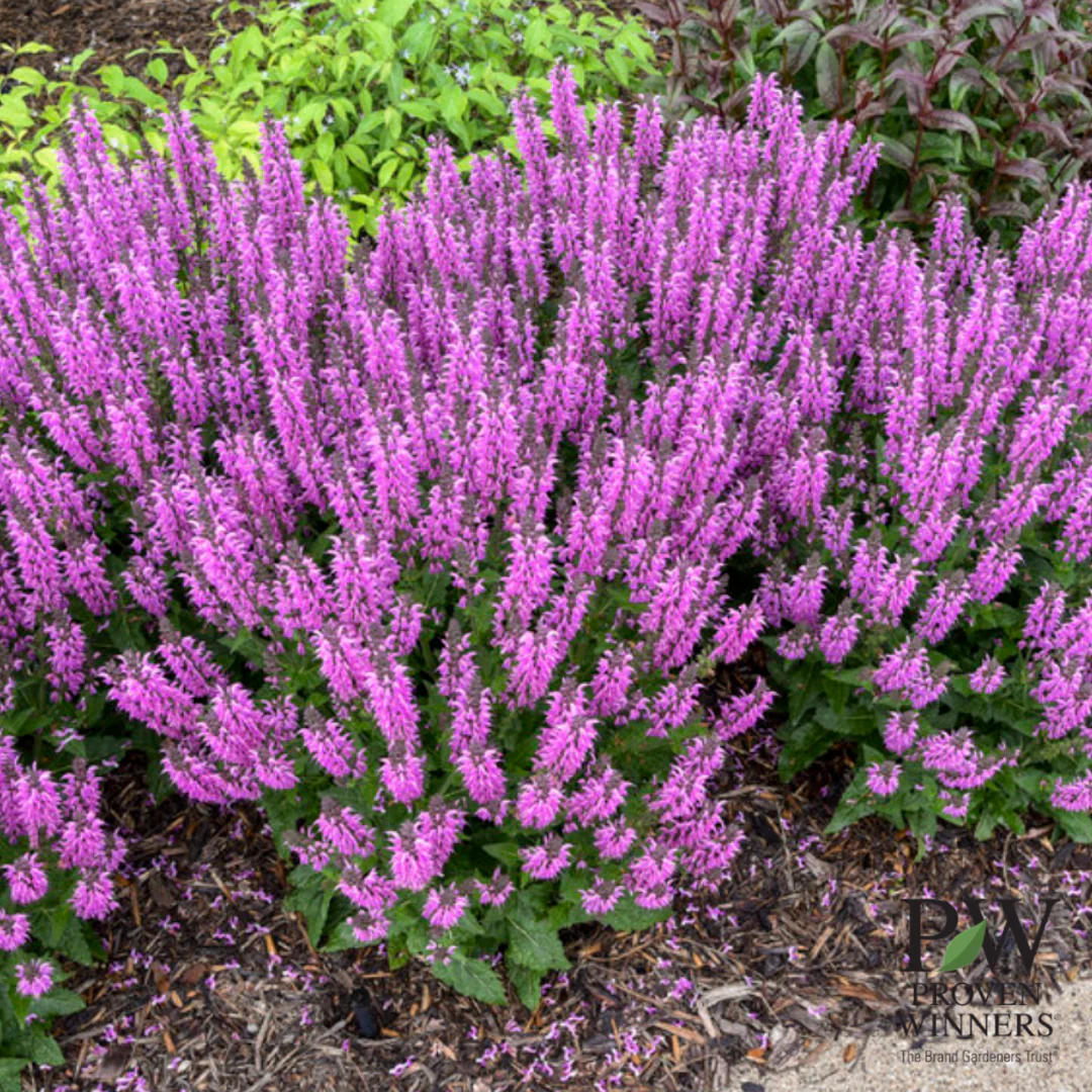 'Back to the Fuchsia' Salvia - Image 6