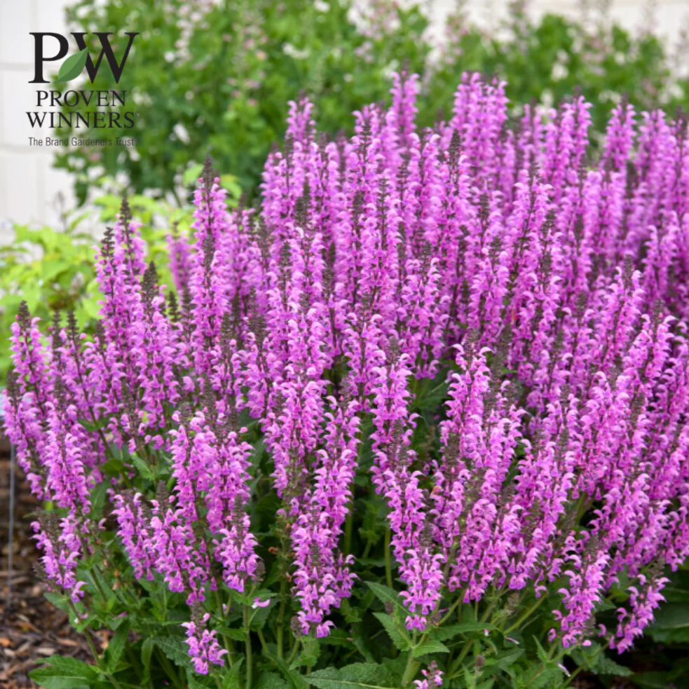 'Back to the Fuchsia' Salvia - Image 7