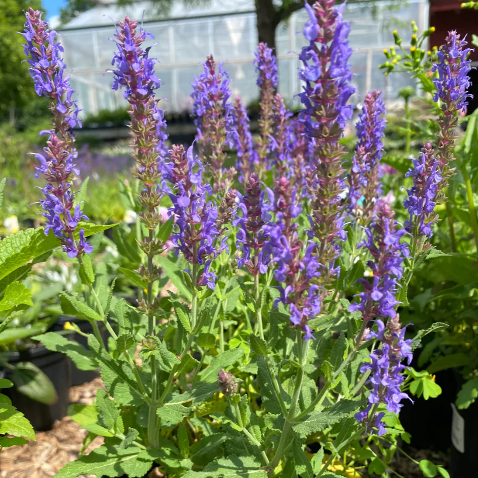 Blue Hill Salvia | Salvia sylvestris - Image 2