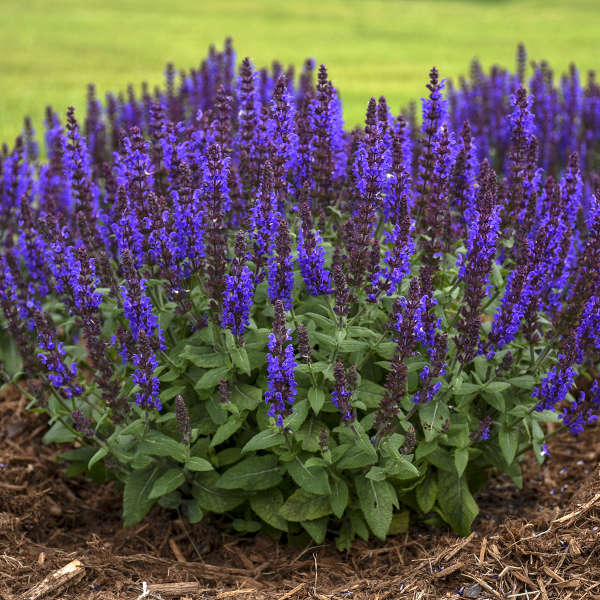 'Bumbleblue' Salvia | Salvia nemorosa - Image 2