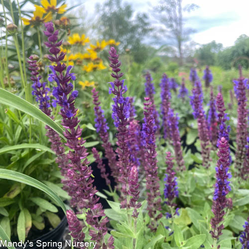 'Bumbleblue' Salvia | Salvia nemorosa - Image 3