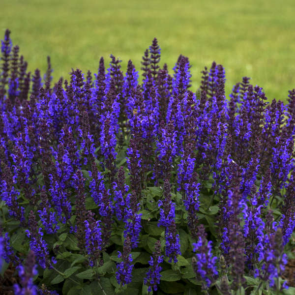 'Bumbleblue' Salvia | Salvia nemorosa - Image 4