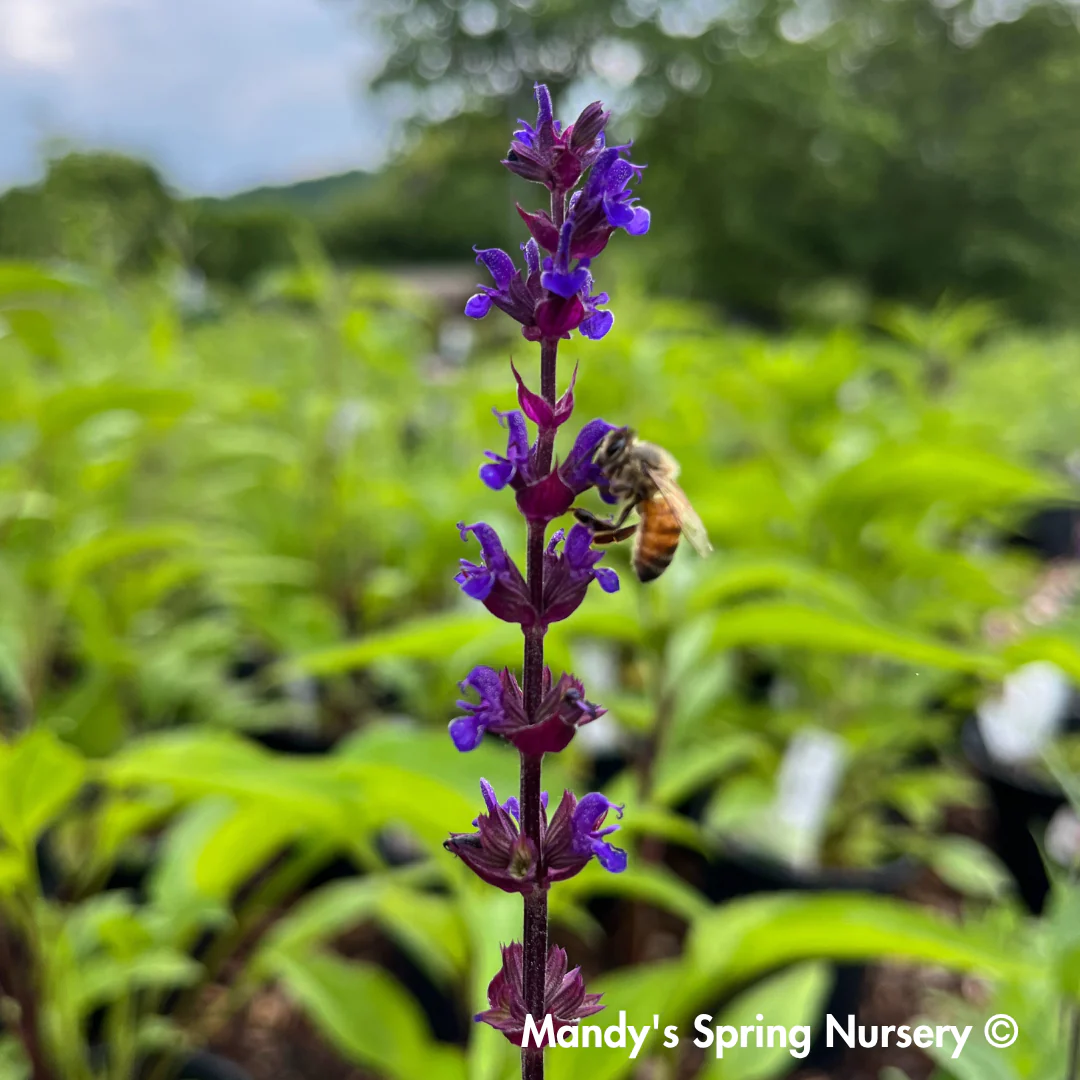 'Caradonna' Salvia | Salvia nemorosa - Image 3