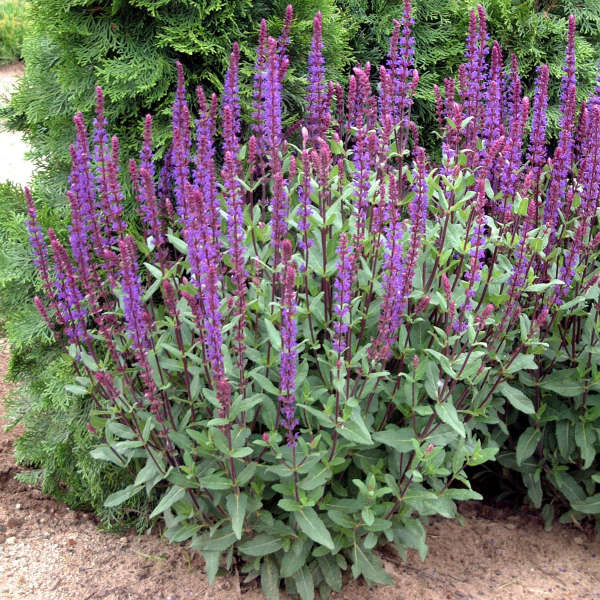 'Caradonna' Salvia | Salvia nemorosa - Image 4