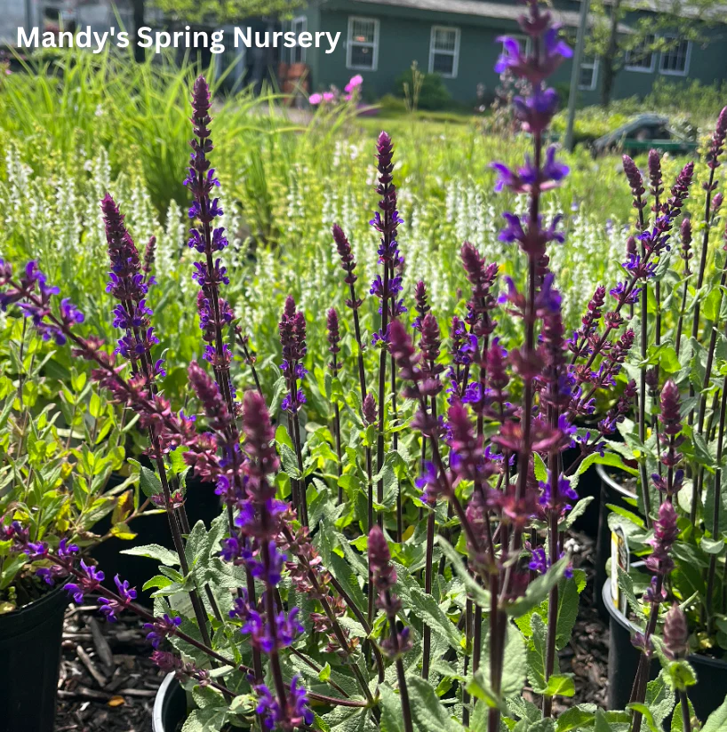 'Caradonna' Salvia | Salvia nemorosa - Image 5