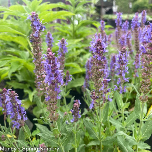 'Caradonna' Salvia | Salvia nemorosa - Image 6