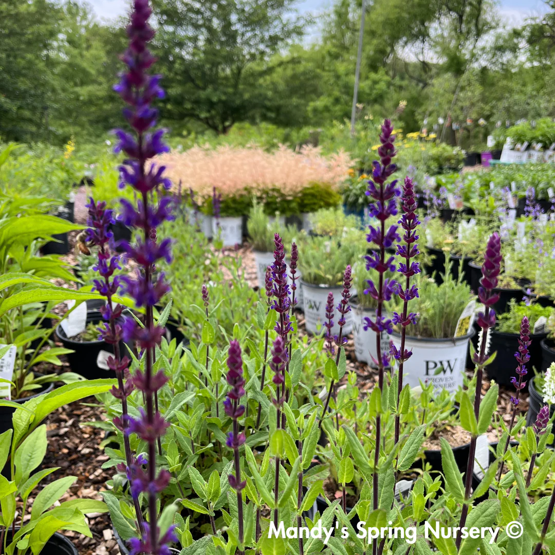 'Caradonna' Salvia | Salvia nemorosa - Image 8