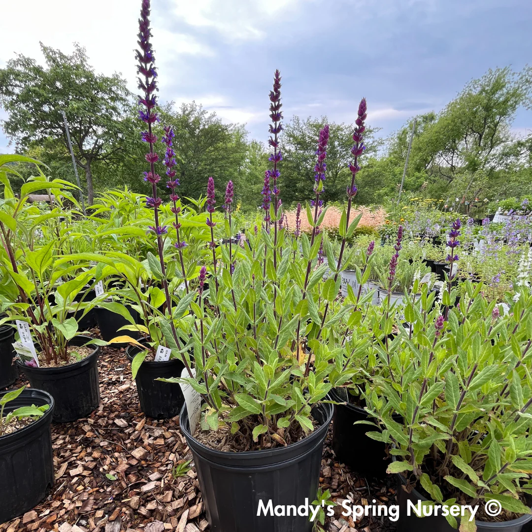 'Caradonna' Salvia | Salvia nemorosa - Image 9