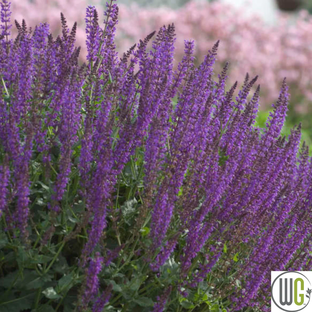 'May Night' Salvia | Salvia nemorosa - Image 3