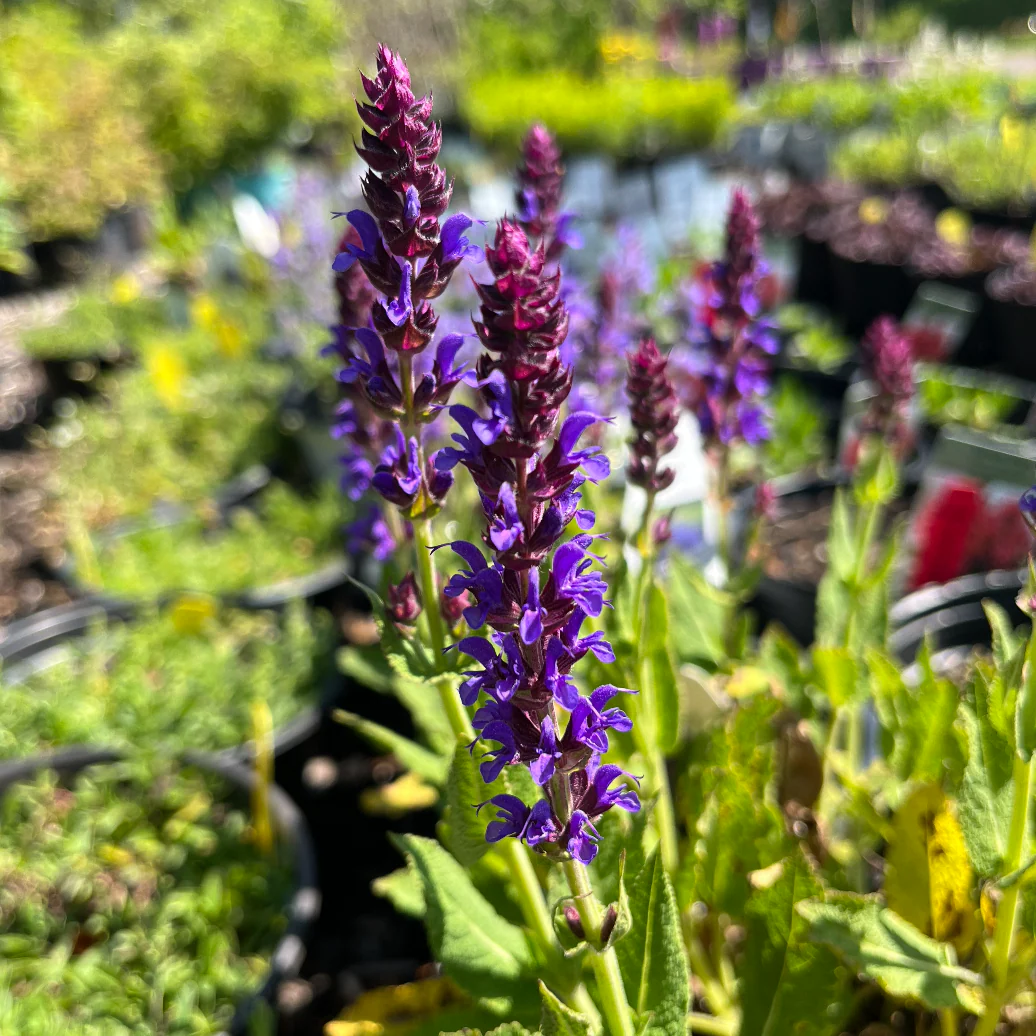 'Violet Riot' Garden Sage | Salvia nemerosa - Image 2