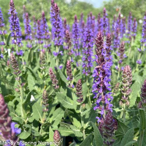 'Violet Riot' Garden Sage | Salvia nemerosa - Image 3