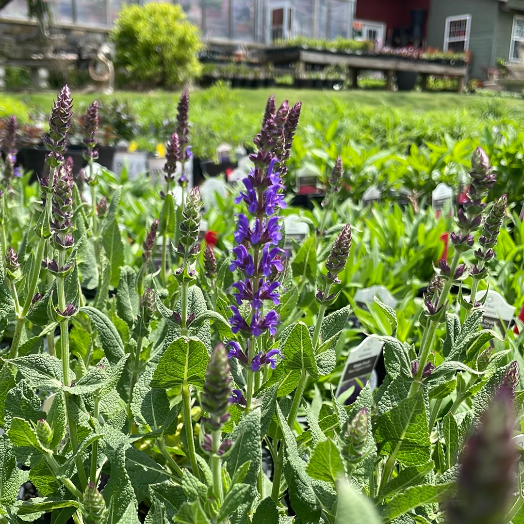 'Violet Riot' Garden Sage | Salvia nemerosa - Image 4