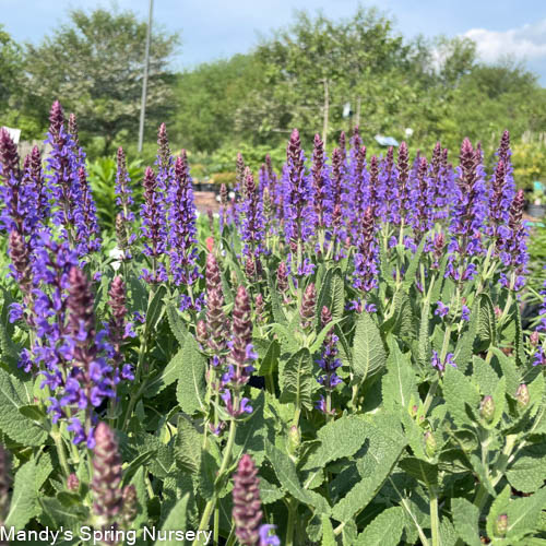 'Violet Riot' Garden Sage | Salvia nemerosa - Image 5