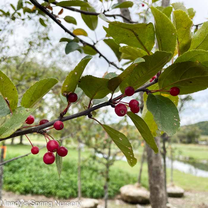 Sargent Crabapple | Malus sargentii - Image 4