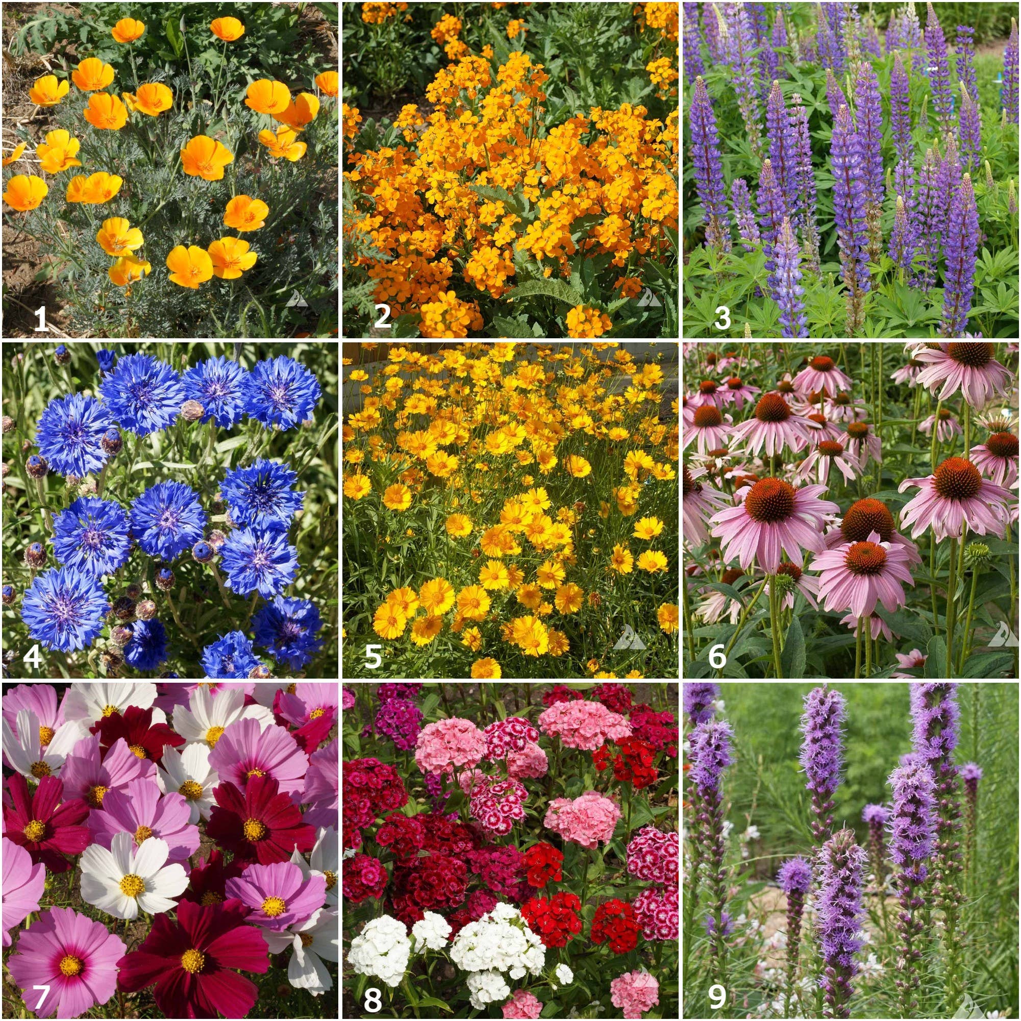 Scatter Garden | Butterfly Habitat - Image 2
