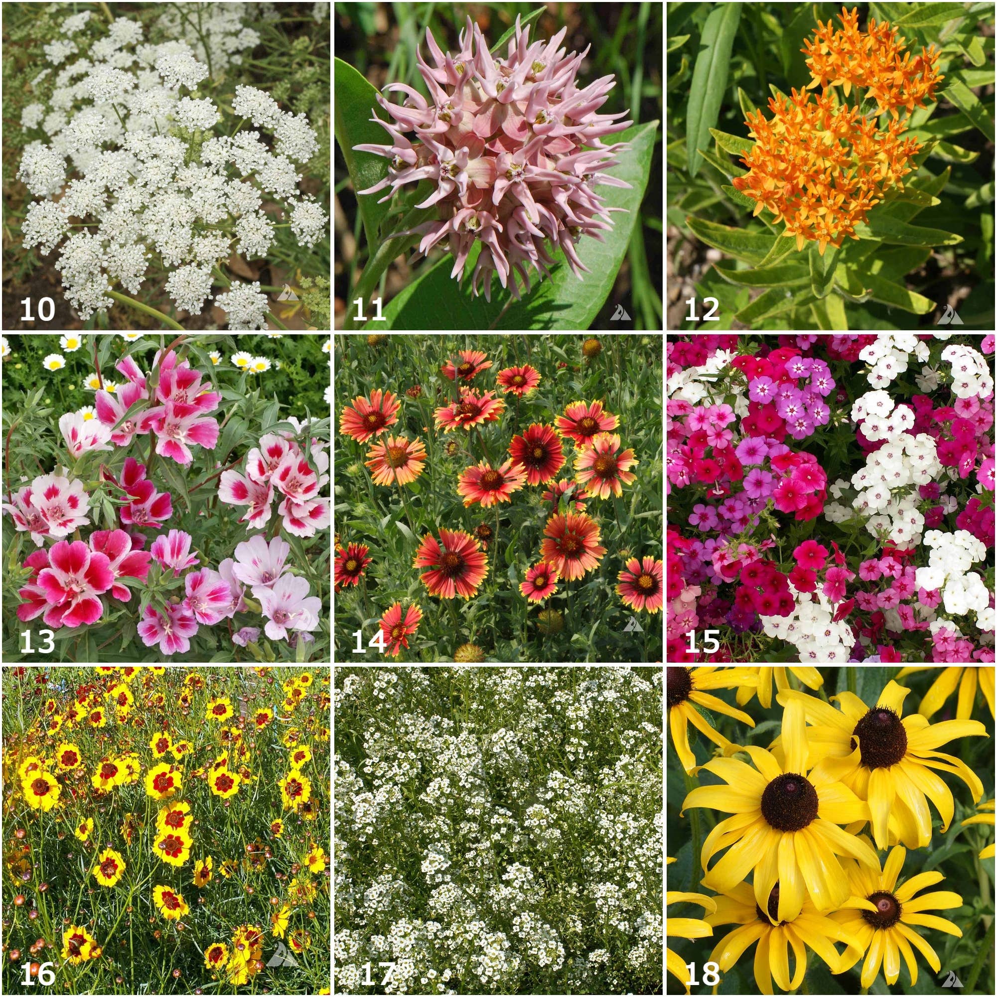 Scatter Garden | Butterfly Habitat - Image 3