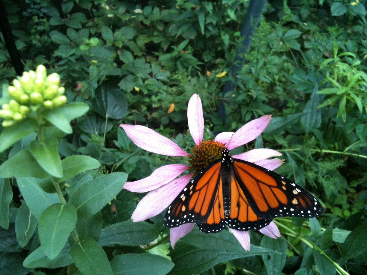 Scatter Garden | Butterfly Habitat - Image 5