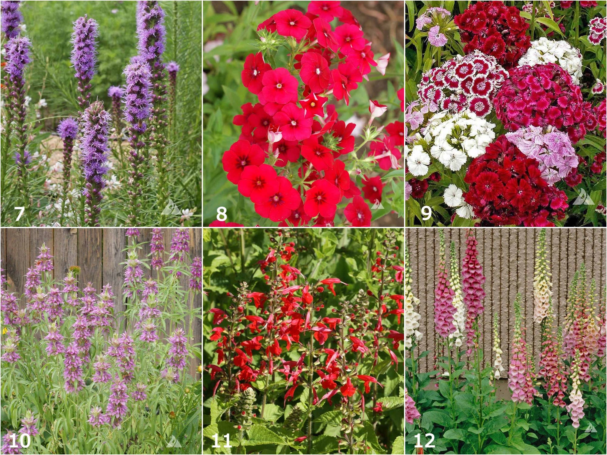 Scatter Garden | Hummingbird | Best Seller | Bird lovers - Image 4