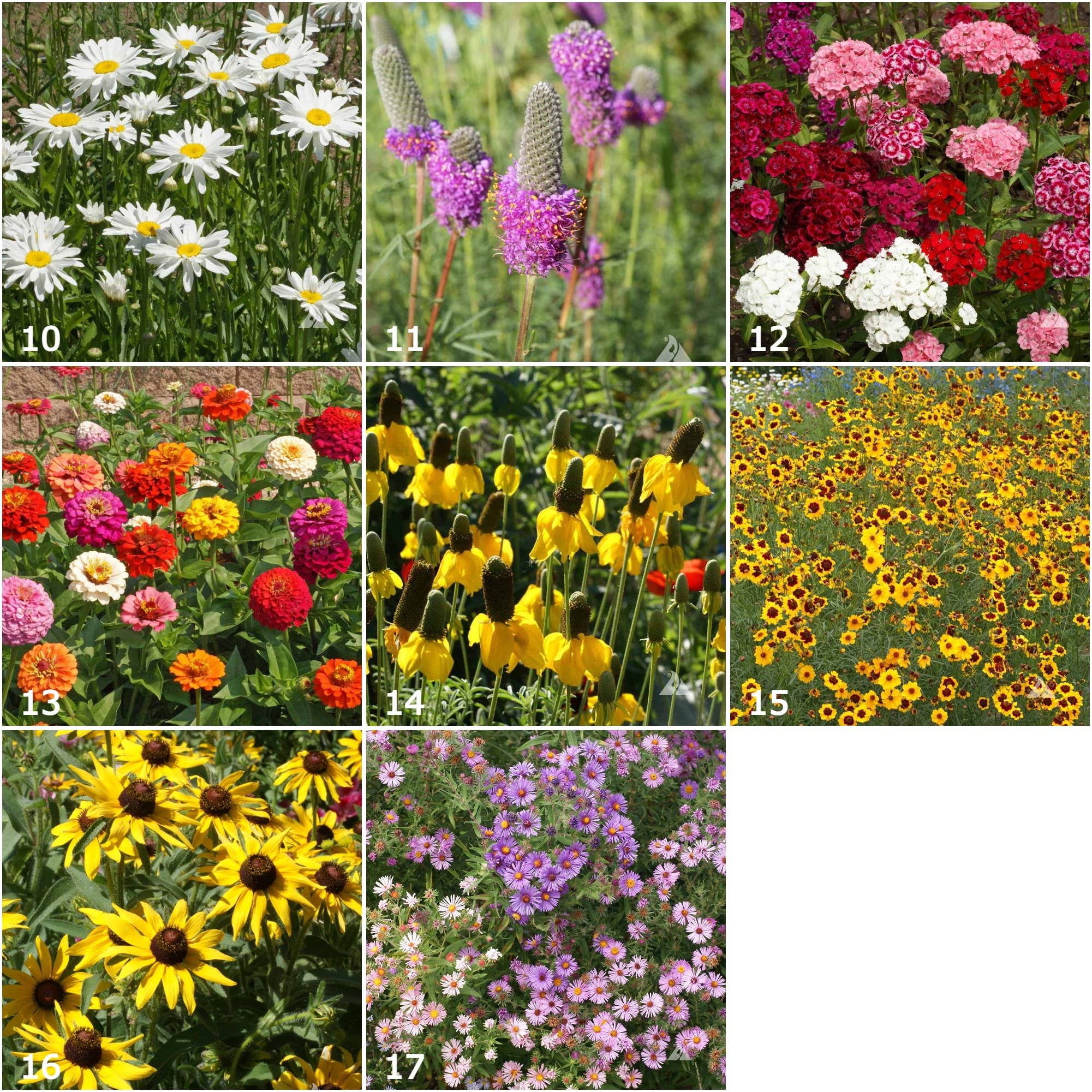 Scatter Garden | Songbird | Bird Lovers | Best Seller - Image 3