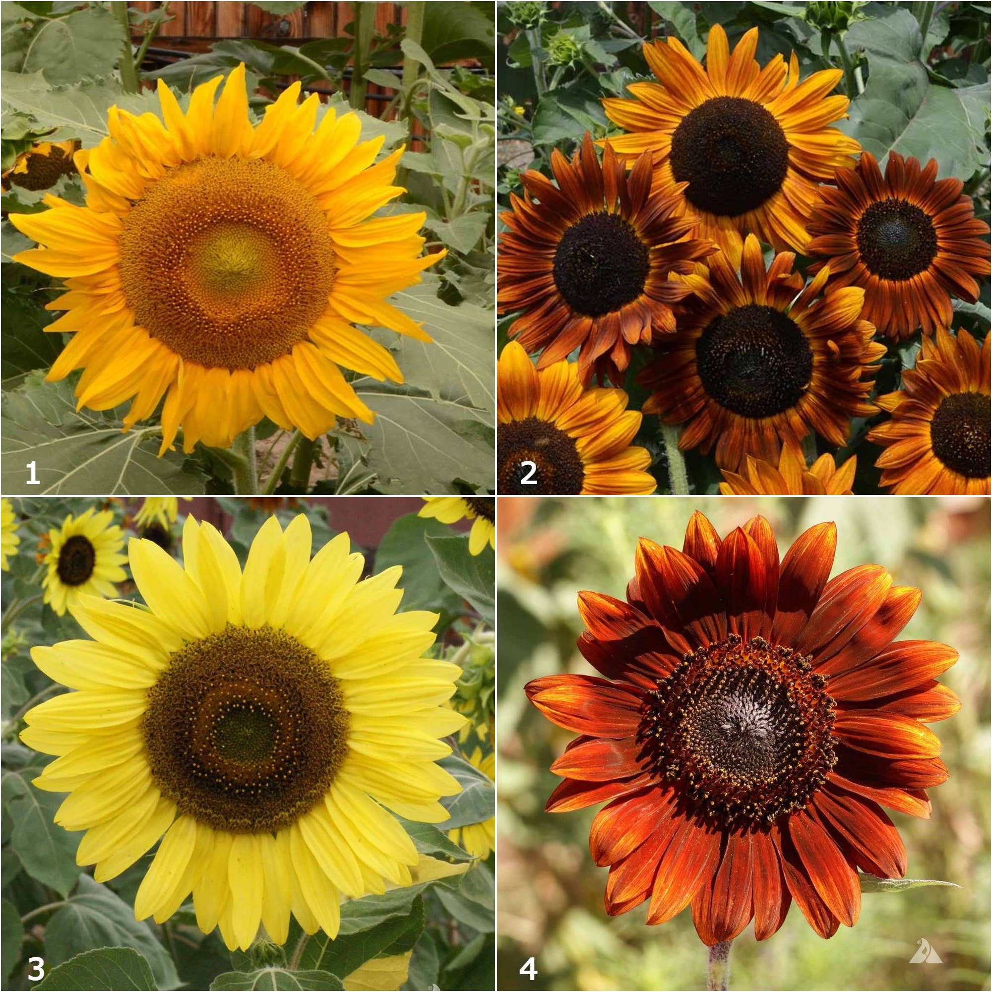 Scatter Garden | Van Gogh Sunflowers | Fall | Best Seller - Image 4