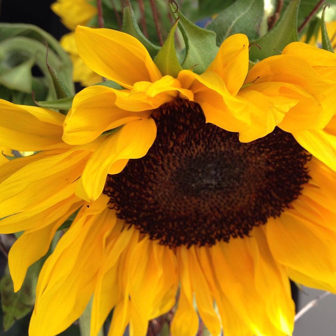 Scatter Garden | Van Gogh Sunflowers | Fall | Best Seller - Image 9