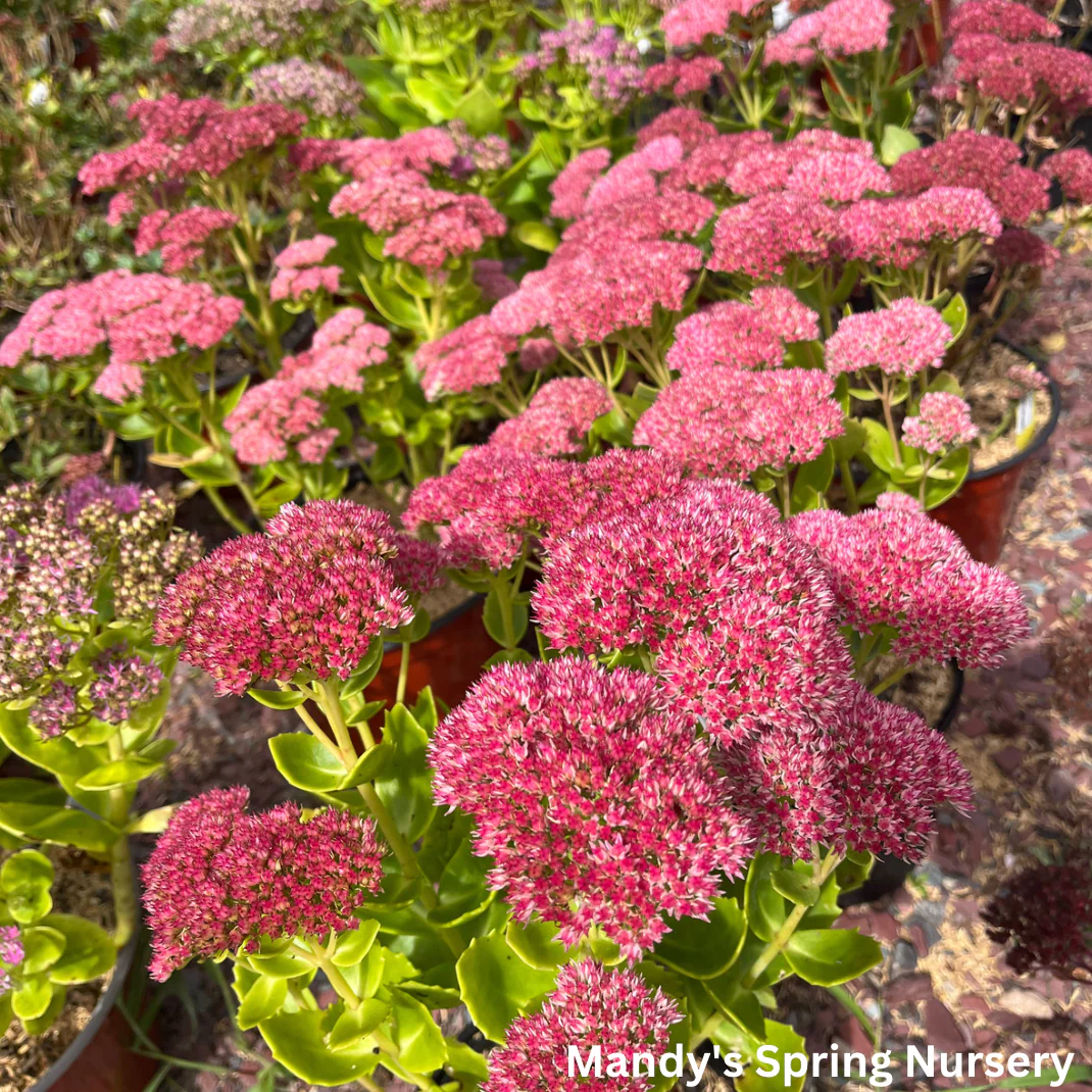 Autumn Joy Stonecrop | Sedum - Image 2