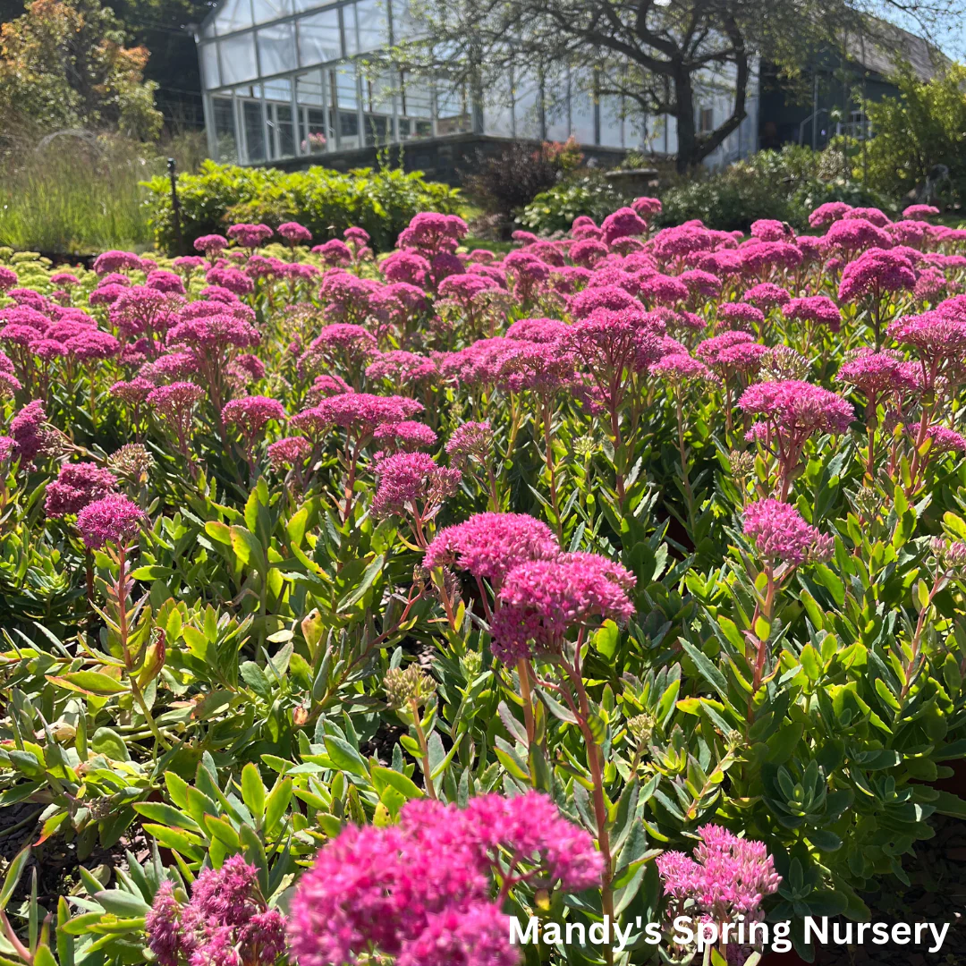 Carl Stonecrop | Sedum - Image 3