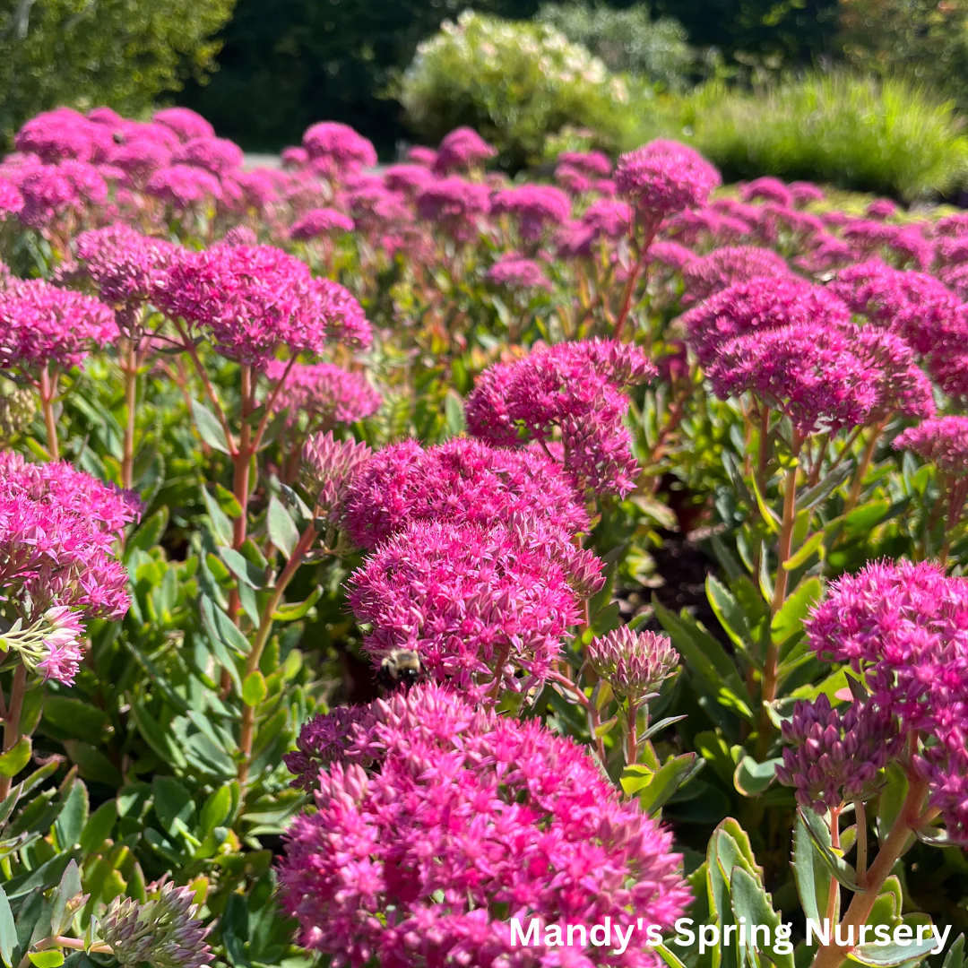 Carl Stonecrop | Sedum - Image 4