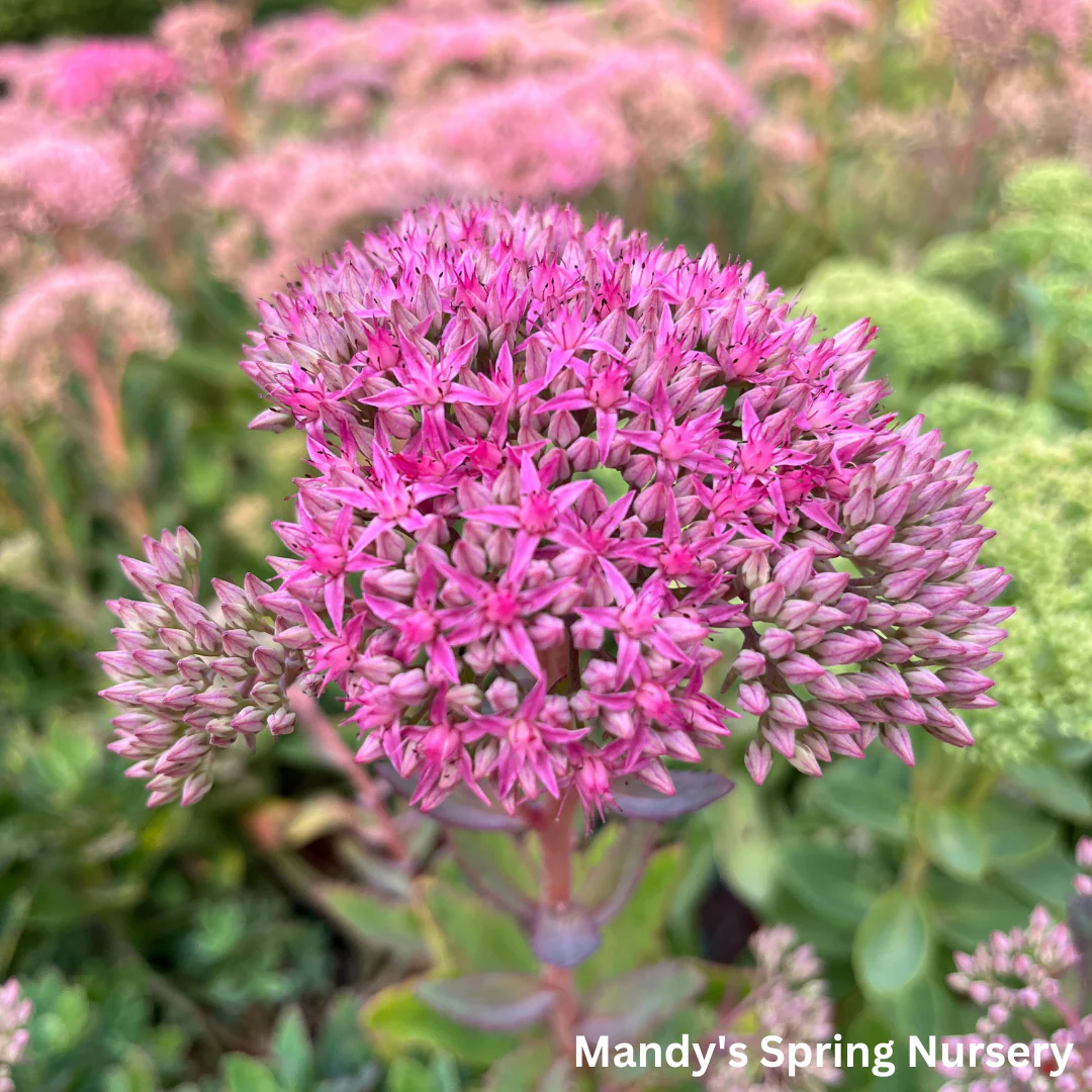 Carl Stonecrop | Sedum - Image 5