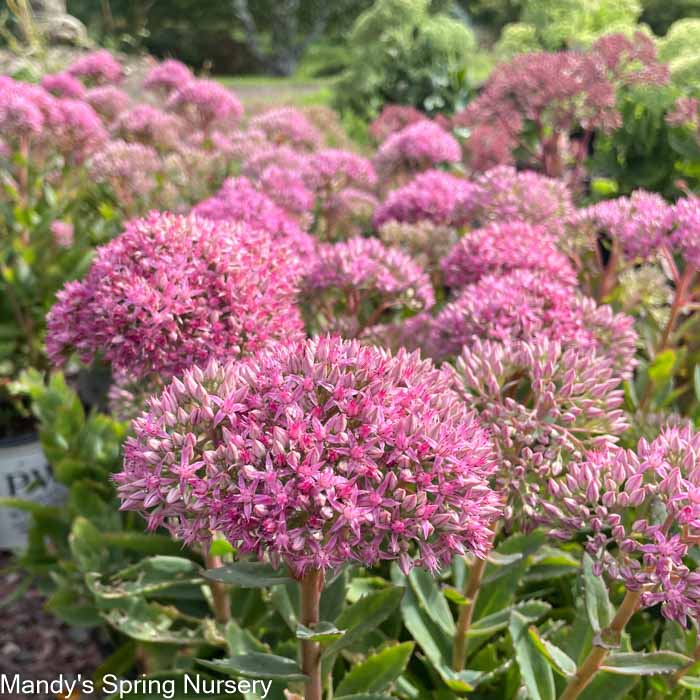 Carl Stonecrop | Sedum - Image 7
