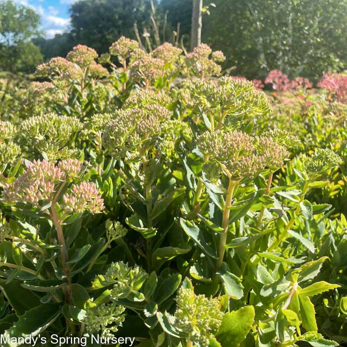 Carl Stonecrop | Sedum - Image 8
