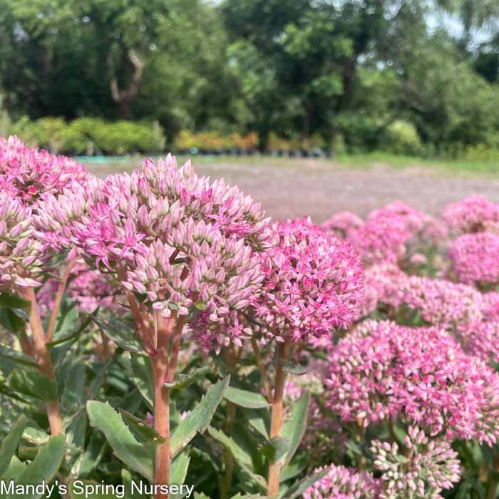 Carl Stonecrop | Sedum - Image 9