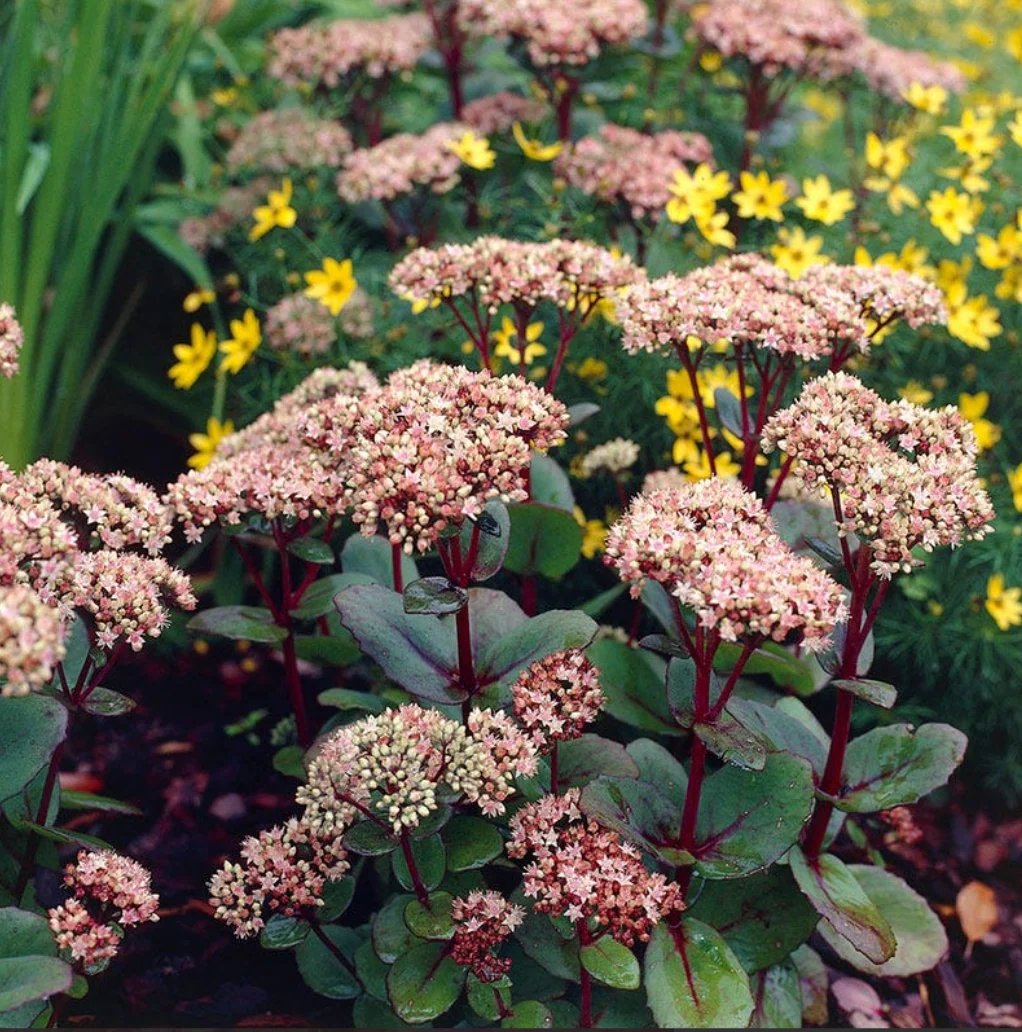 Sedum 'Matrona' - Image 2