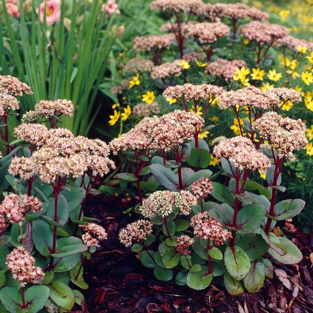Sedum 'Matrona' - Image 3