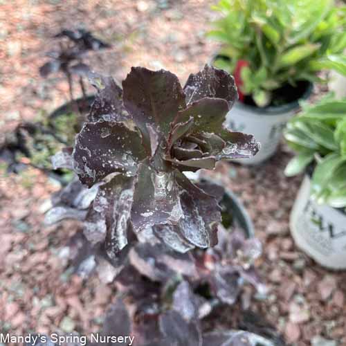 Night Embers Stonecrop | Sedum - Image 2