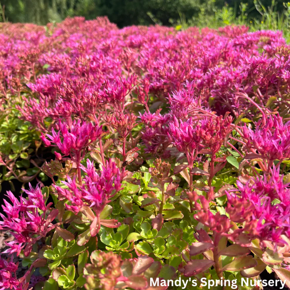 Dragon's Blood Stonecrop | Sedum - Image 2