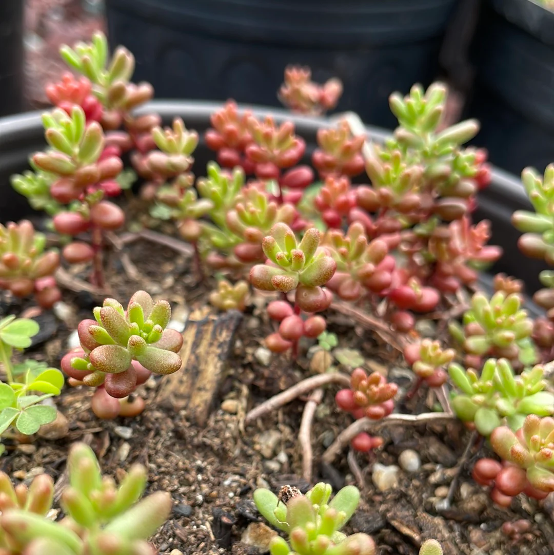Jelly Bean Stonecrop | Sedum - Image 2