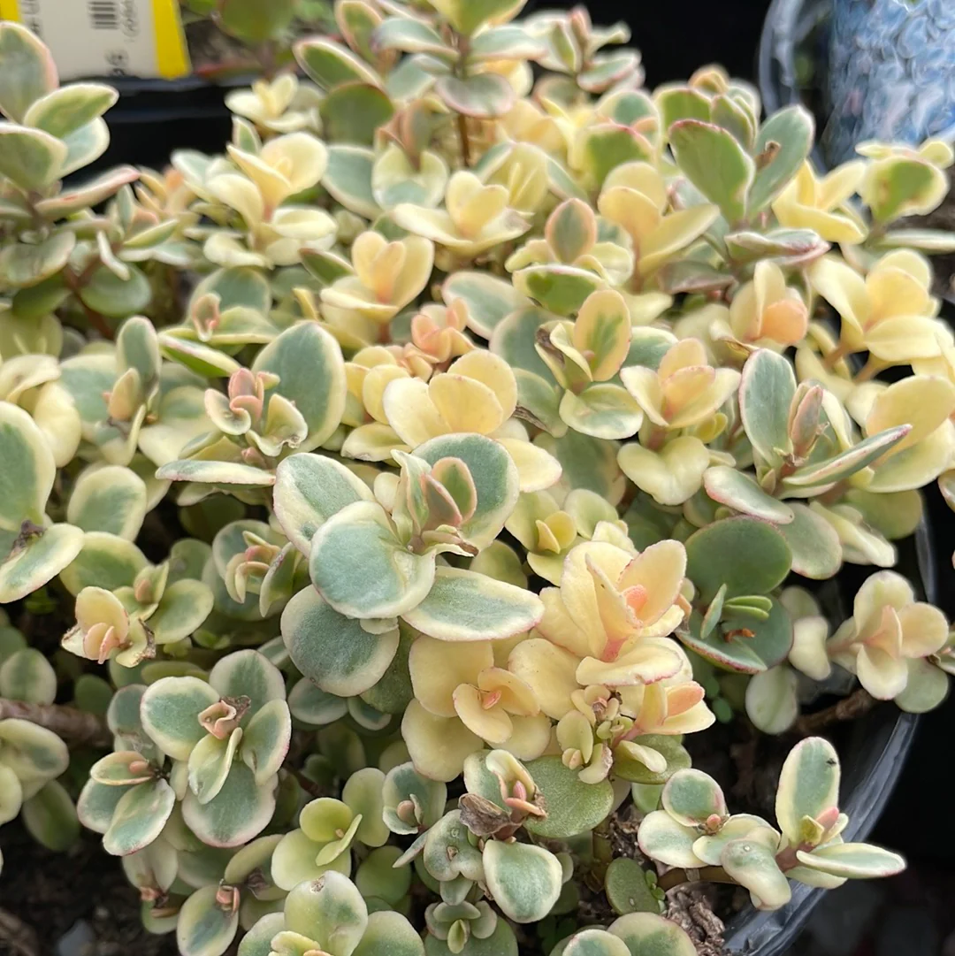 SunSparkler Lime Twister Stonecrop | Sedum - Image 3