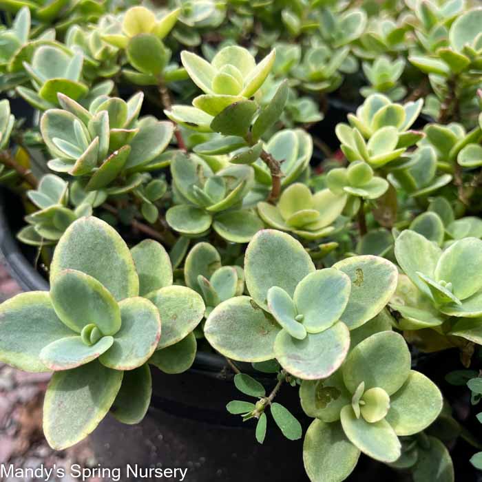 SunSparkler Lime Twister Stonecrop | Sedum - Image 4