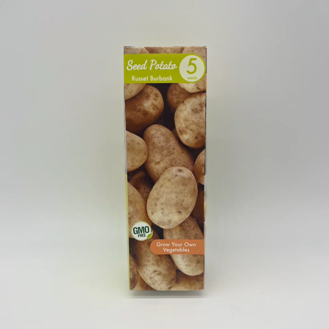 Potato - Russet Burbank | 5 Seeds - Image 2