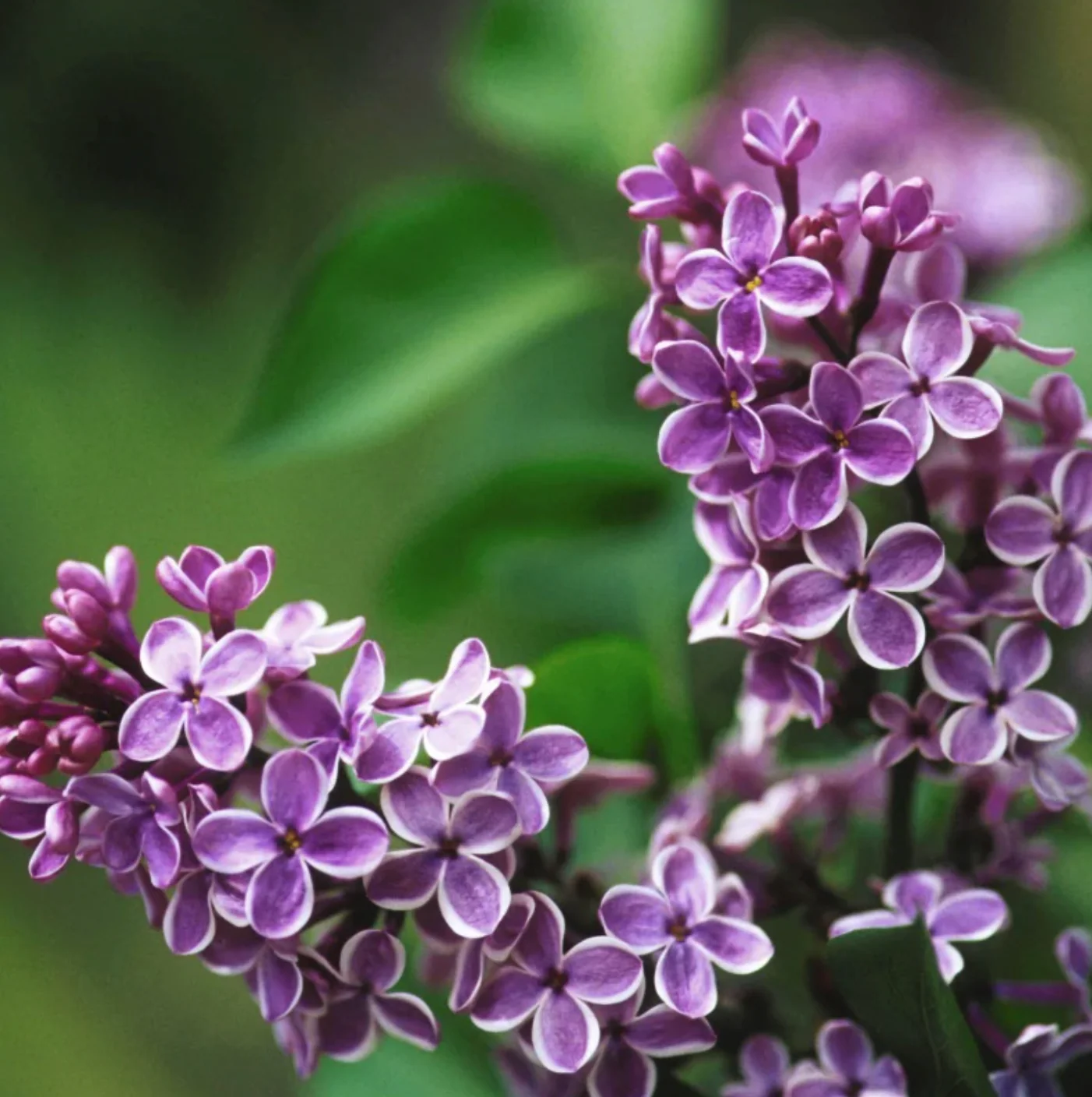 Sensation Lilac | Syringa vulgaris - Image 2