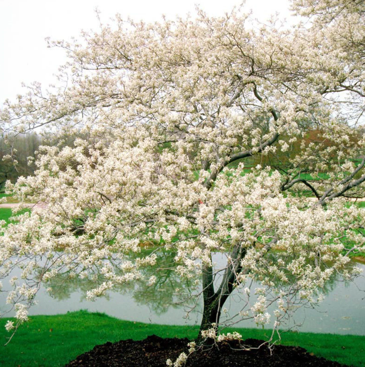 Shadblow Serviceberry | Amelanchier canadensis - Image 3