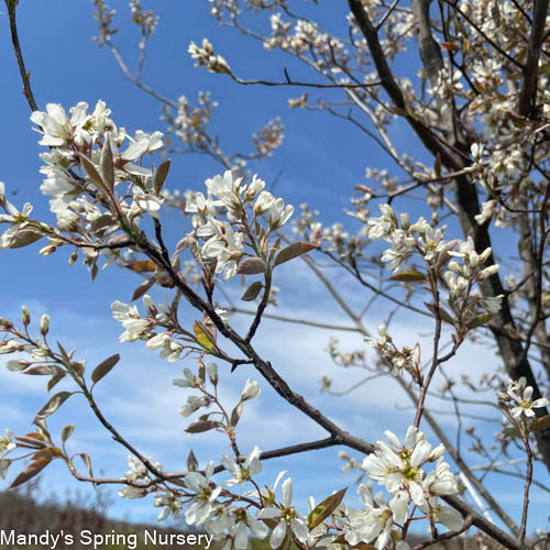 Shadblow Serviceberry | Amelanchier canadensis - Image 4