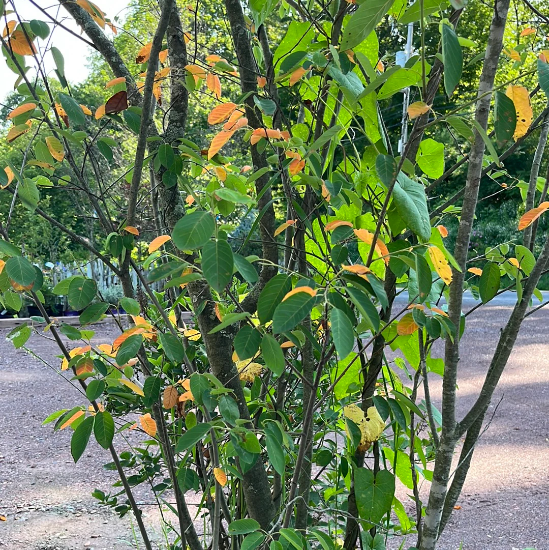 Shadblow Serviceberry | Amelanchier canadensis - Image 5