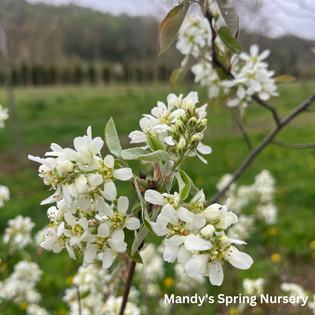 Shadblow Serviceberry | Amelanchier canadensis - Image 6
